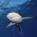 shark_silky_far_jar_v_0431_cub5505.jpg